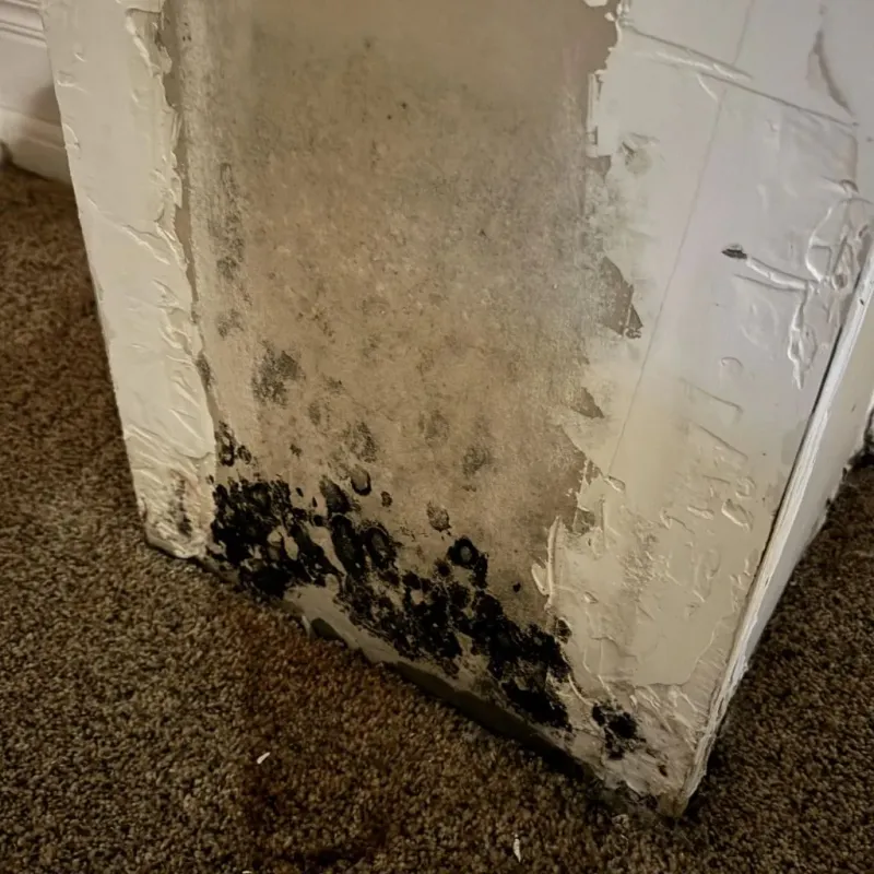 Professional Mold Removal in Middlebury, IN